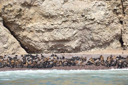 Sea Lion in a beach of the Ballestas Island in Peru