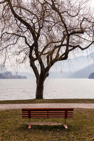A tree in front of the Ledro lake in Trentino. Italy.の写真素材