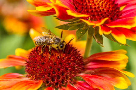A closeup of a bee eating honey on a colorfull flower in a sunny day.の写真素材
