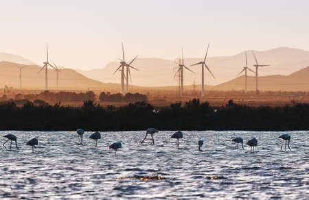 A group of flamingos eating with a wind fam on the background. Cagliari. Sardinia. Italy.