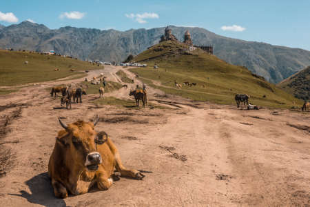 Gergeti Tsminda Sameba church in Kazbegi village, Georgia, Caucasus, on a spring morning. Juicy green grass covers the hills, white clouds above the church.のeditorial素材