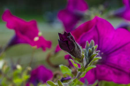 A beautiful macro flower purpleの写真素材