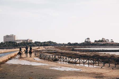 horses runnig on the Molentargius Regional Park - Sardiniaのeditorial素材