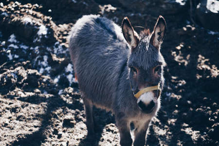 Portrait of a donkey on farm.の写真素材