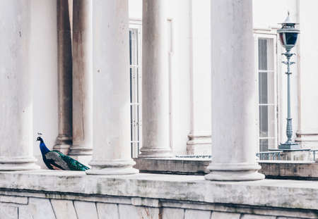 Peacock in Lazienki or Royal Baths park in Warsaw in Poland.の写真素材
