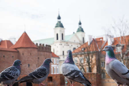 Pigeons against of the Barbican fortress in the historic center of Warsaw. Poland.の写真素材