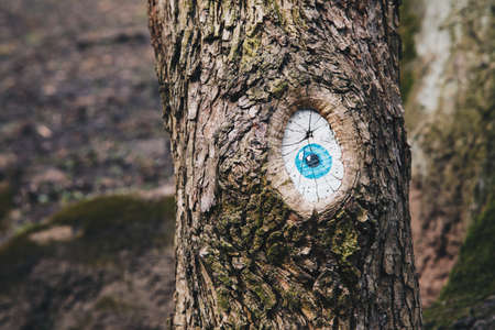tree eye - closeup.の写真素材
