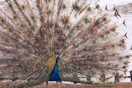 Peacock in Lazienki or Royal Baths park in Warsaw in Polandの写真素材