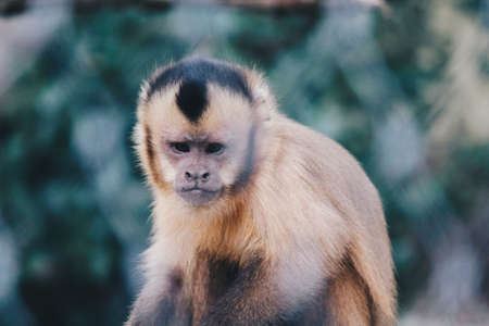 Close-Up of a Cute little monkey.