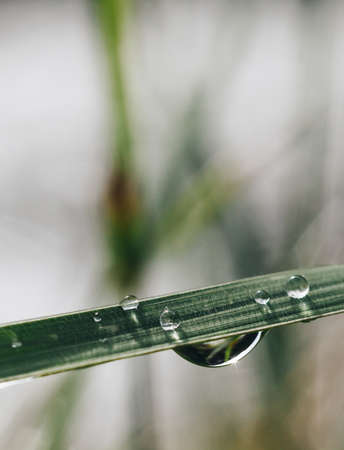 Drop of water on a grass blade - copy space