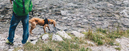training dog in the river to search and rescue peoplesのeditorial素材