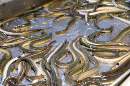 eels in the sea food marketの写真素材
