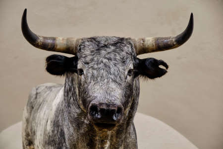 April 2019 Seville Spain - stuffed grey bull embalm in the bullfighting Arenas of the Maestranza of Sevilleのeditorial素材
