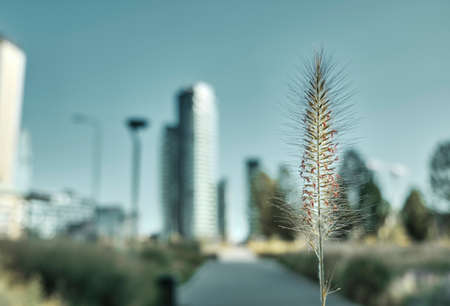 flowers in the new park in Porta nuova. with a blurred background. Milan. Lombardy. Italyの写真素材