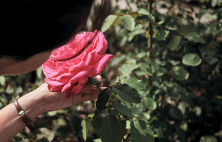 woman or girl's smelling a flower or hand holding a pink rose