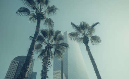 palm trees and modern buildings in Tel Aviv, ISRAEL
