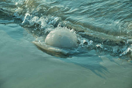 dead jellyfish in the water near the beach