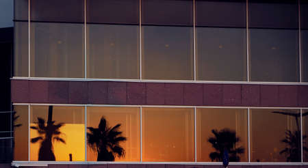 palm trees reflection at sunset on windows glass building in Tel Aviv - ISRAELの写真素材
