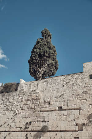 tree on top of the wall - Jerusalem, Israel