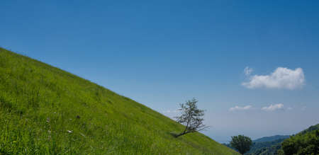 tree in the top of the Palanzone mountain somewhere - background of clear blue sky and clouds - nature and peaceful conceptの写真素材