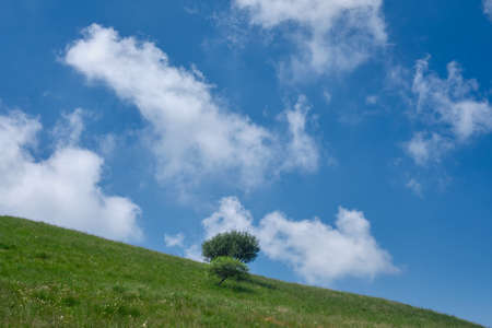 two tree in the top of the Palanzone mountain somewhere - background of clear blue sky and clouds - nature and peaceful conceptの写真素材