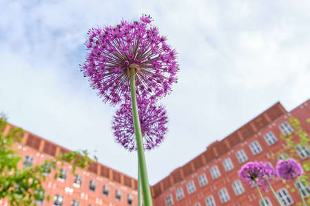 flowers on foreground and BICOCCA UNIVERSITY - MILAN - modern buildings - Milan - Lombardy - ITALY