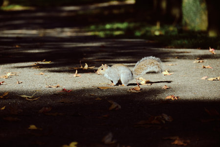 Spirited squirrel in Monza Park's autumn splendor â a lively capture of seasonal charm and wildlife in a vibrant, leaf-strewn setting.の写真素材