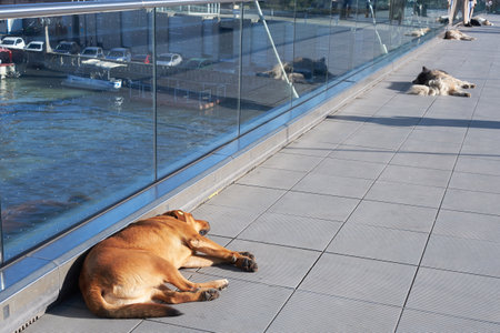 Free-roaming Dogs in Tbilisi, Georgia, peacefully Sleeping on a Bridge, identified by Microchips, representing Urban Life and Care for Strays.の写真素材