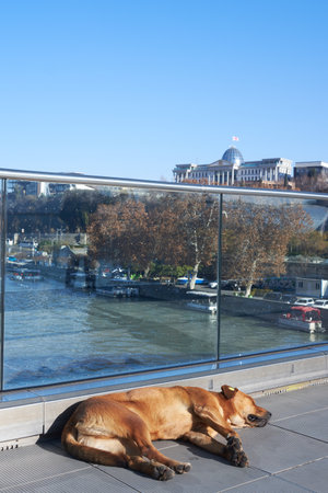 Free-roaming Dogs in Tbilisi, Georgia, peacefully Sleeping on a Bridge, identified by Microchips, representing Urban Life and Care for Strays.の写真素材