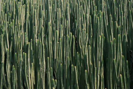 Vertical pattern of tall green cactus stems growing closely together under natural sunlight