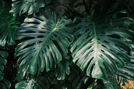 Closeup of big green monstera leaves with natural holes, highlighted by sunlight and shadows