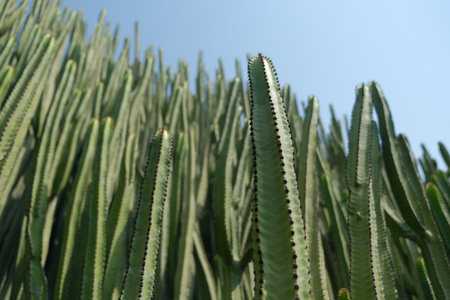 Vertical pattern of tall green cactus stems growing closely together under natural sunlight