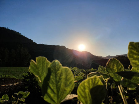 Soybean field at sunsetの写真素材