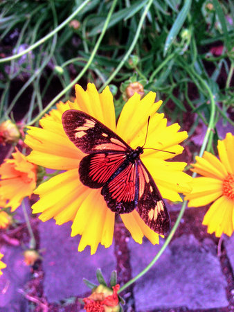Butterfly on a yellow daisy flower in the garden.