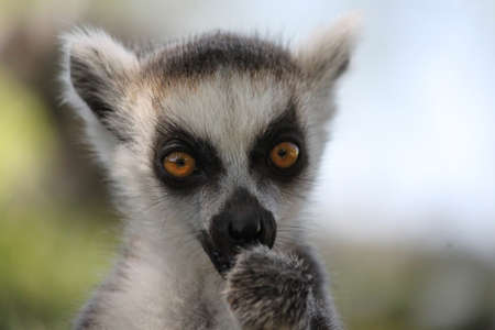 Lemur eats grassの写真素材