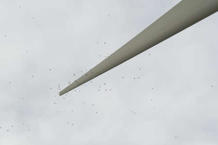 Common House Martin (Delichon urbicum) of the swallow family perching on a wing of an eolic wind...