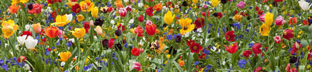 Colorful tulip flowers in Springの写真素材