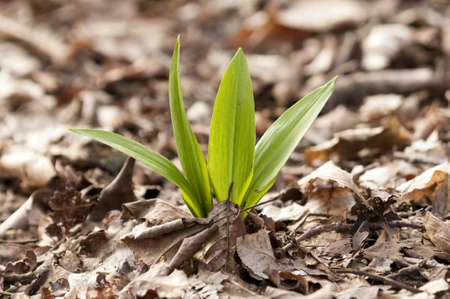 Closeup of a young plant growing out of a bed of dead leavesの写真素材