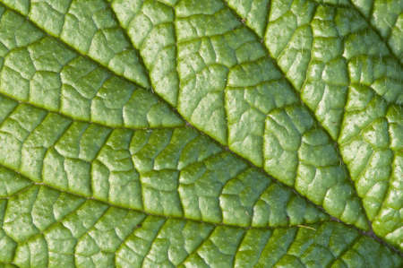 Closeup of a green leafの写真素材
