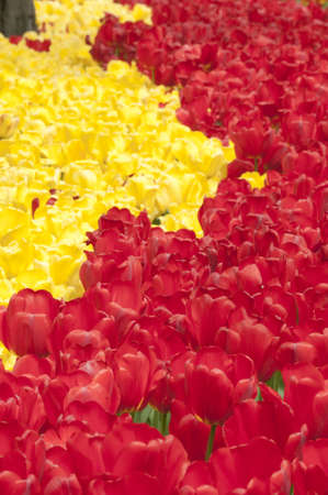 Colorful tulip flowers in Springの写真素材