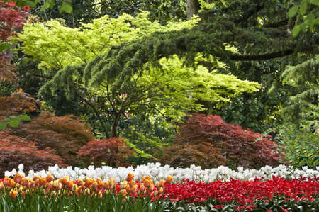 Beautiful view of a colorful garden with tulips and maplesの写真素材