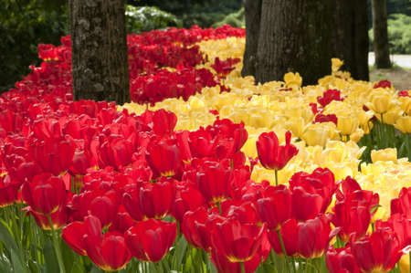 Colorful tulip flowers in Springの写真素材