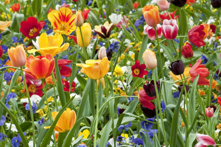 Colorful tulip flowers in Springの写真素材
