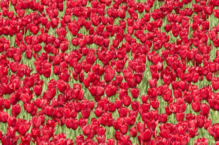 Colorful tulip flowers in Springの写真素材