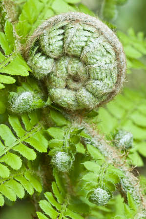 Closeup of a green fern budの写真素材