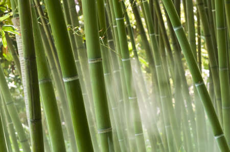 Closeup of a green bamboo forest in the mistの写真素材