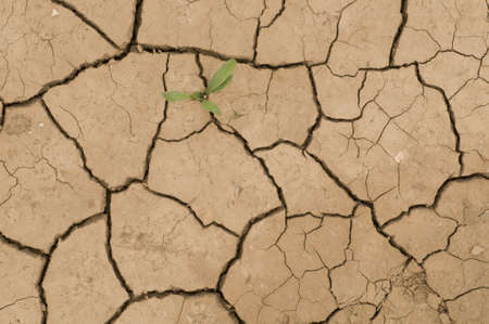 Plant growing in a crack on dry groundの写真素材