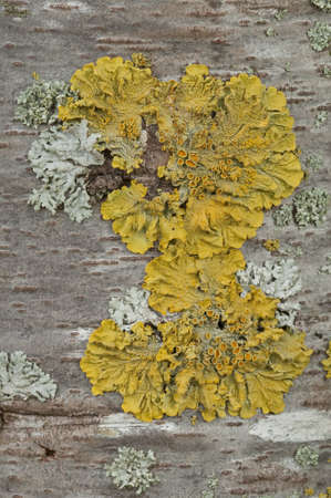 Yellow lichens growing on a tree barkの写真素材