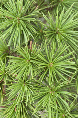 A bud of coniferous tree growing out of the trunkの写真素材