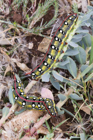 Spurge Hawkmoth caterpillar (Hyles euphorbiae)の写真素材